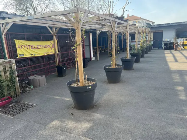 La cour du collège, avec sa pergola en bois et ses arbres en bacs.